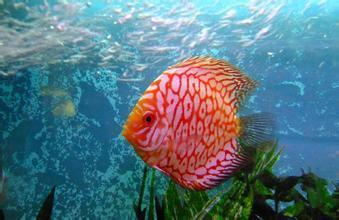 五彩鱼在线视频网站