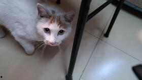 猫咪在线视频的播放,猫咪在线视频播放盘点