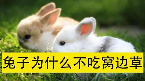 兔子在线视频网,畅享海量精彩，轻松解锁欢乐时光