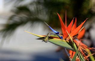 风鸣鸟晿在线视频,探寻自然之美与生命奥秘的视听之旅